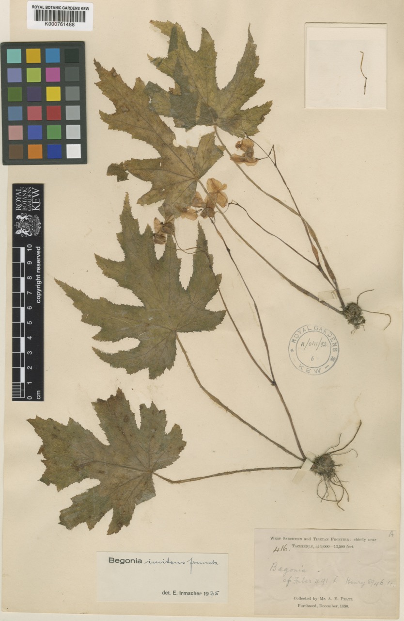 B. imitans